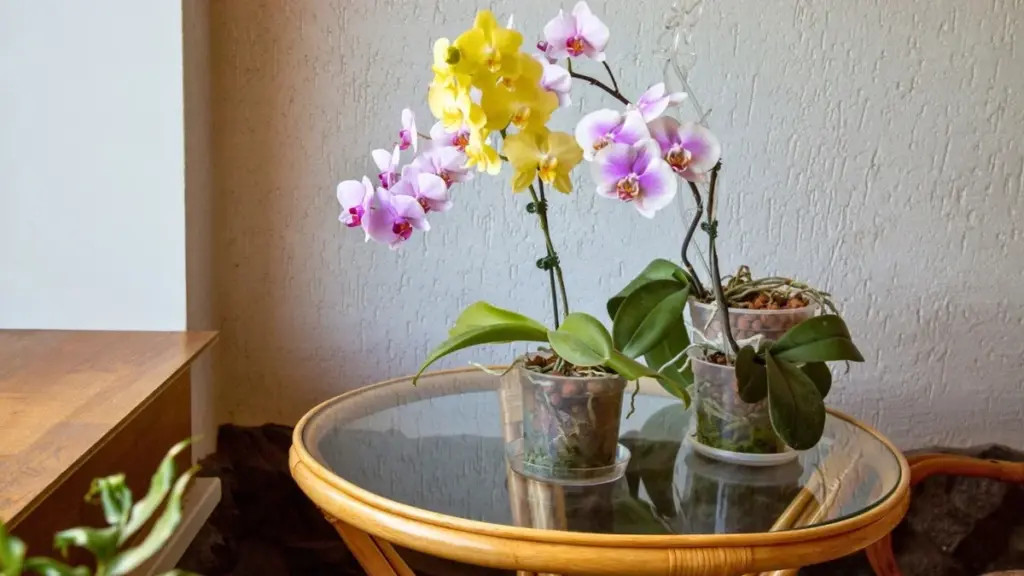 Orchidea Gondozás: Hogyan Váltott Ki Új Hajtást Ez az 1 Ingyenes Lépés