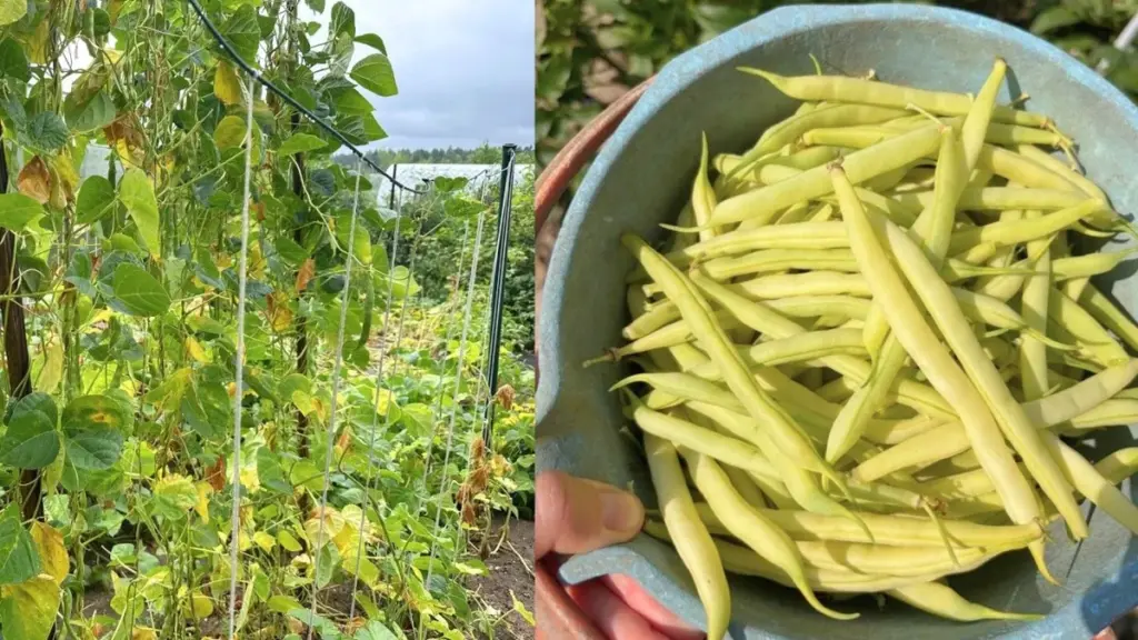 Saját Maggyűjtés : Így Lesz Több Zöldséged Évről Évre Egyetlen Csomag Vetőmag Vásárlása Nélkül