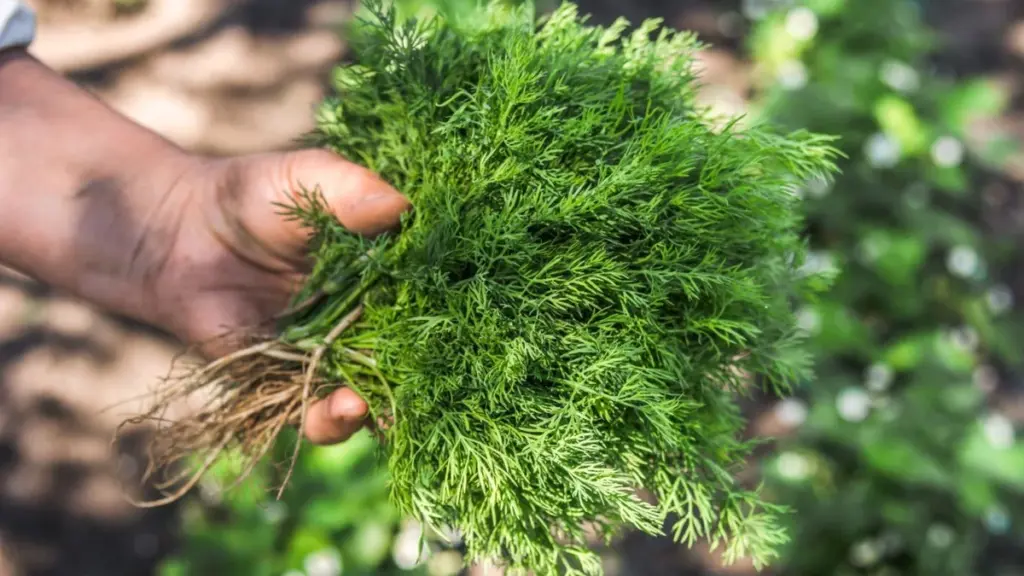 Friss Kapor Tárolása: Miért Tart Ez a Befőttesüveges Trükk 3 Hétig?