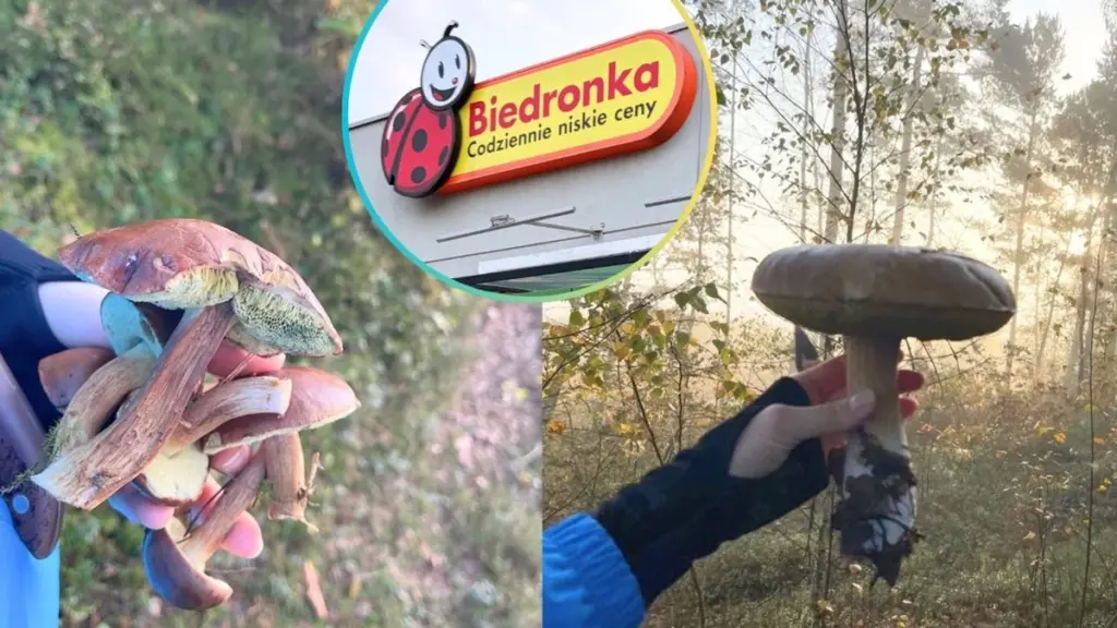 Biedronka Gombászkosár : Miért Ér 39,99 zł Kosárért Hétfőn Hajnalban Sorba Állni — a Lidl 80 zł-t Kér Ugyanezért
